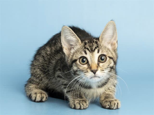 Lizzie - Domestic Short Hair