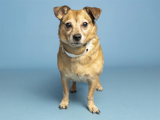 Pickles - Chihuahua