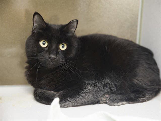 Remi - Domestic Short Hair