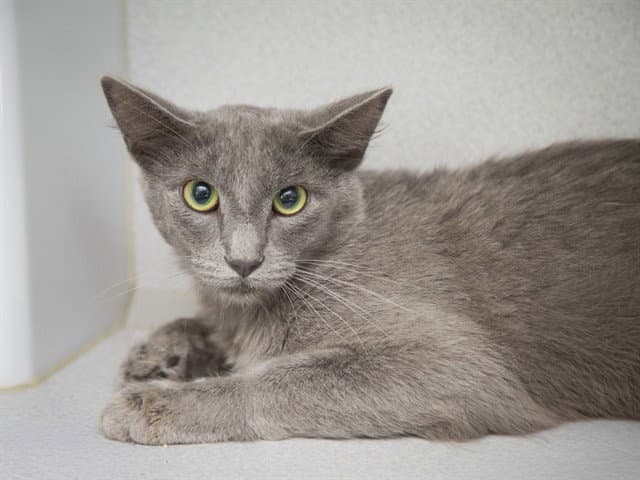 Steve - Domestic Short Hair