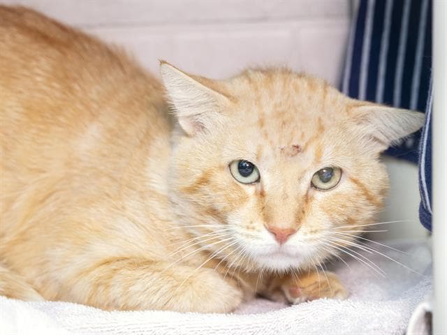 Toast Malone - Domestic Short Hair