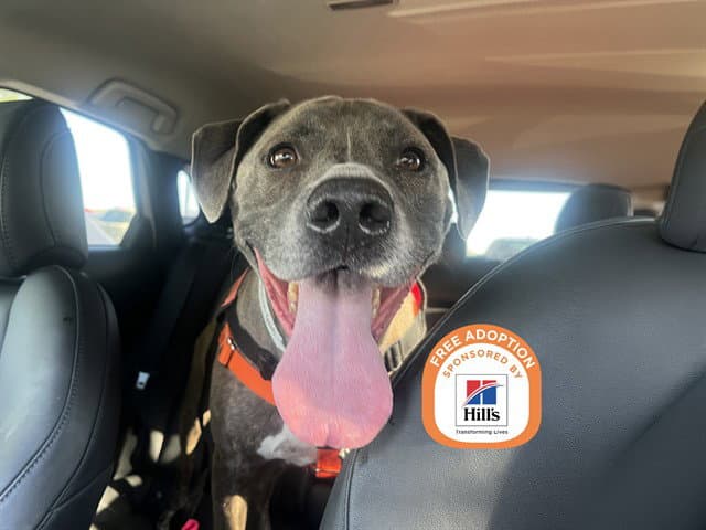 Apollo - American Pit Bull Terrier