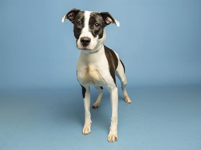 Roxy - American Pit Bull Terrier