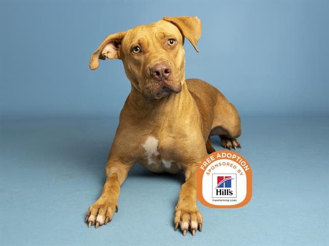 Jyra - American Pit Bull Terrier