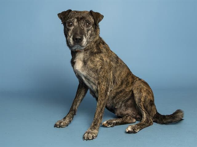 Sweetie - American Pit Bull Terrier