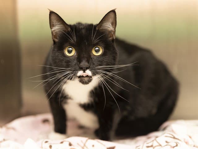 Annie - Domestic Short Hair
