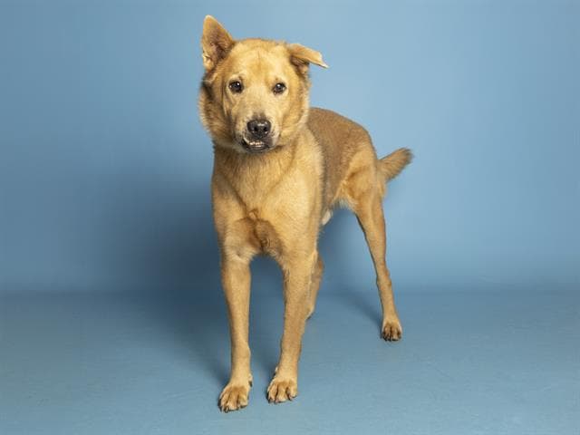 Tanner - German Shepherd Dog