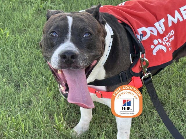 Athena Hale - American Pit Bull Terrier