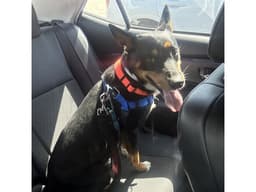 Roscoe image 1
