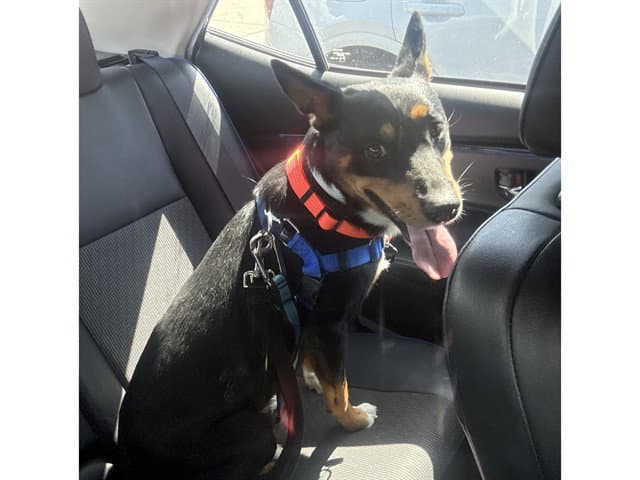 Roscoe - German Shepherd Dog