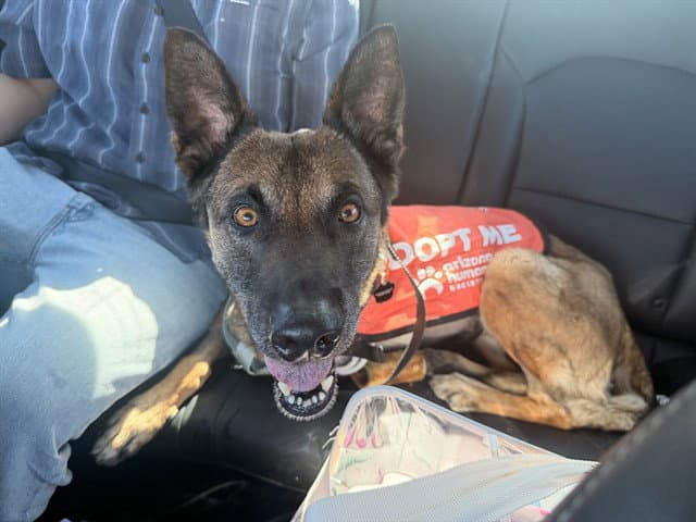 Nylah - Belgian Shepherd Malinois