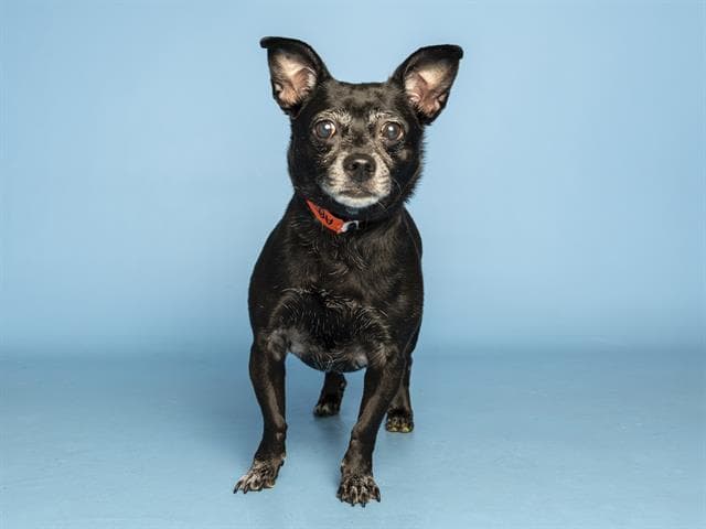 Hershey - Chihuahua