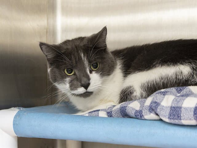 Domino - Domestic Long Hair