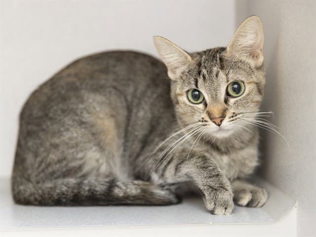 Alani - Domestic Short Hair
