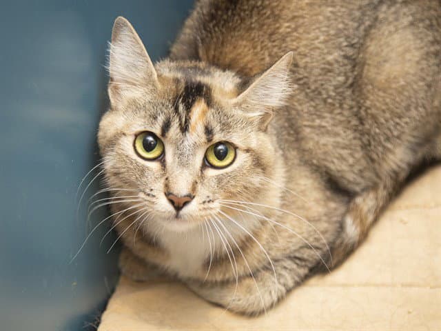 Bambi - Domestic Short Hair