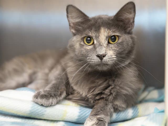 Lele - Domestic Long Hair