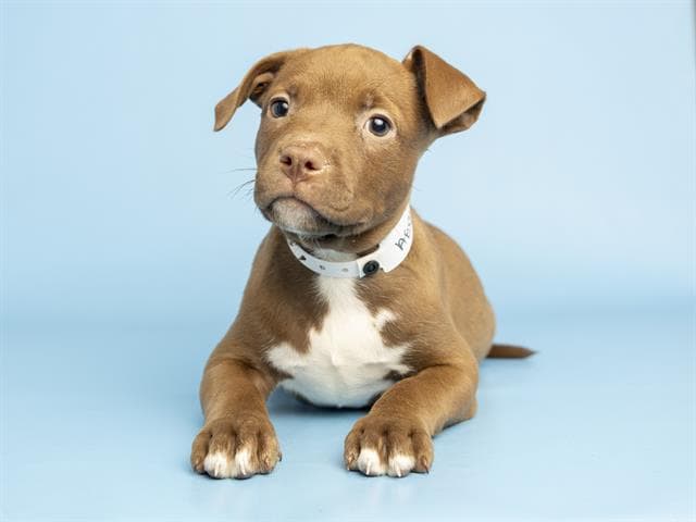 Berry - American Pit Bull Terrier