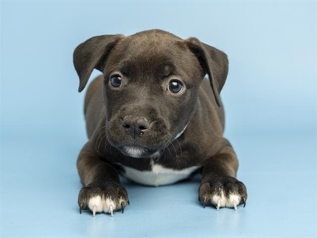 Bambi - American Pit Bull Terrier