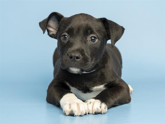 Basil - American Pit Bull Terrier