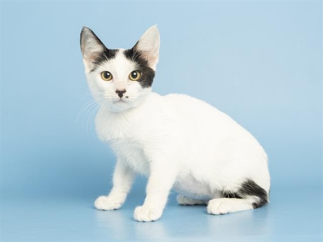 Marilyn - Domestic Short Hair