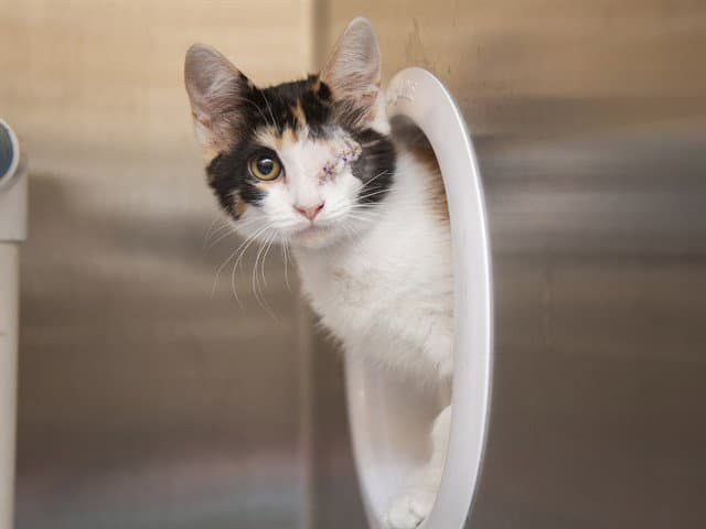 Inca - Domestic Short Hair