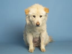 Maggie image 1