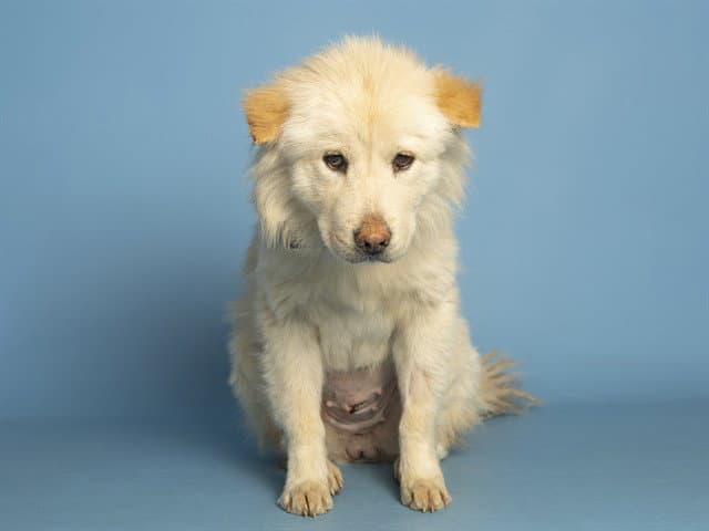 Maggie - Chow Chow