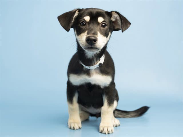Faye - German Shepherd Dog