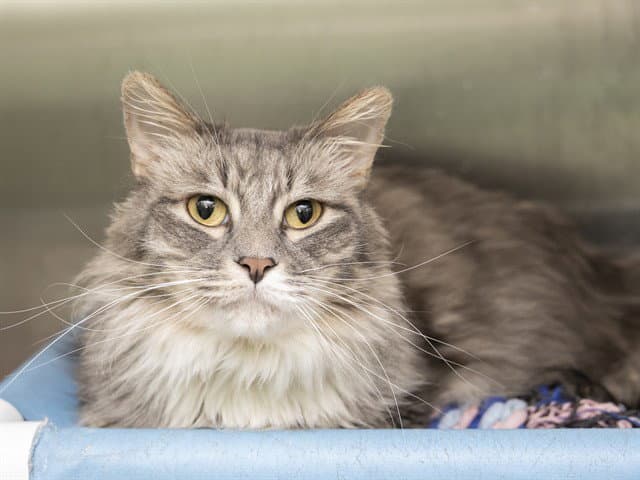 Holly - Domestic Long Hair