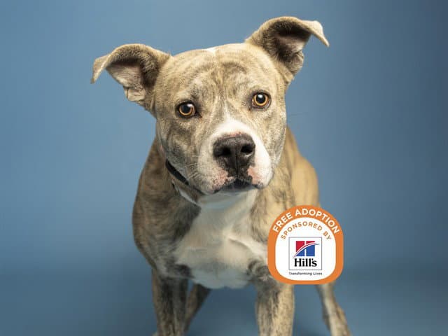 Luca - American Pit Bull Terrier