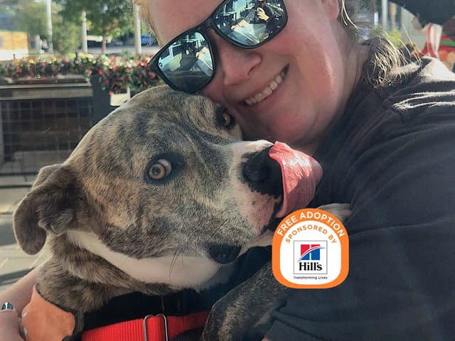 Luca - American Pit Bull Terrier