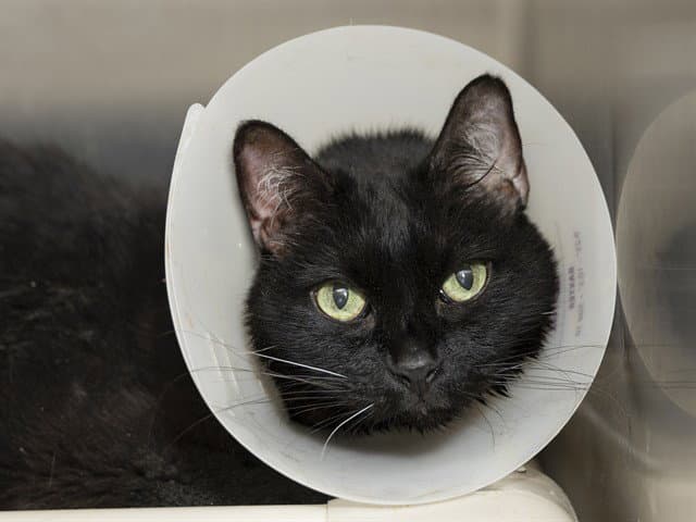 Cammie - Domestic Short Hair