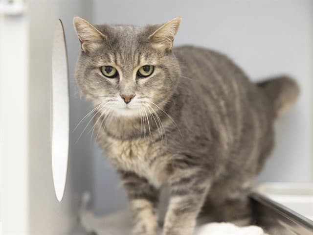 Ellie - Domestic Short Hair