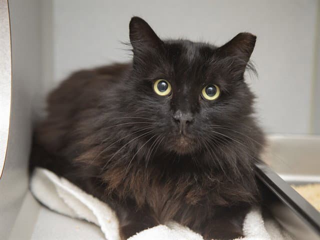 Lux - Domestic Long Hair