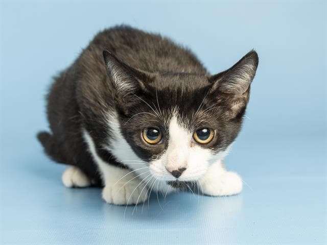 Kimber - Domestic Short Hair