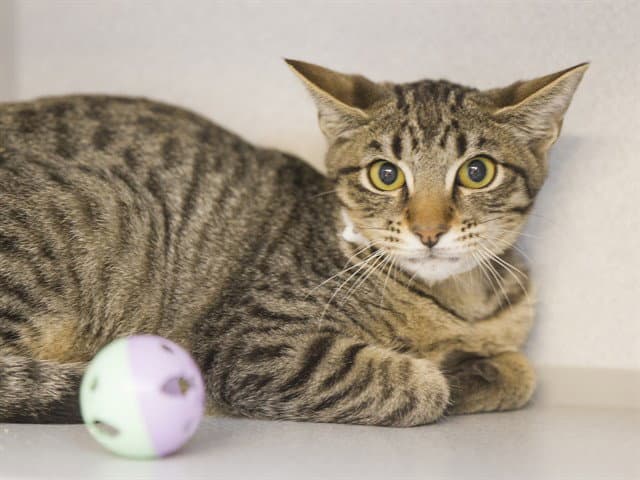 Tabitha - Domestic Short Hair