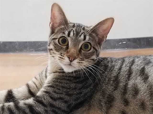 Tabitha - Domestic Short Hair