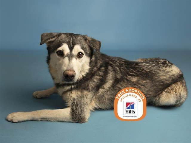Mallie - Husky