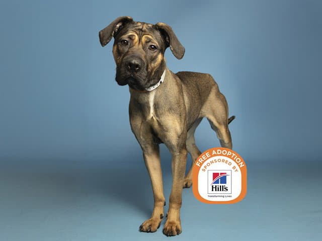 Kellie - Cane Corso Mastiff