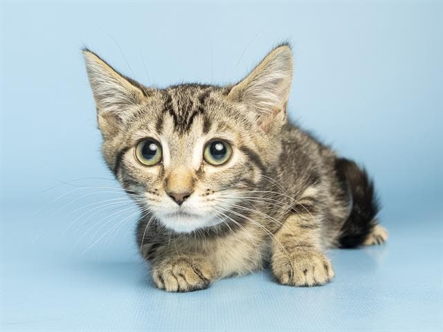 Navi - Domestic Short Hair