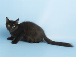 Milo image 1