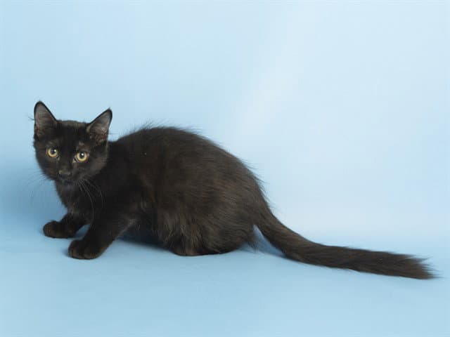 Milo - Domestic Short Hair