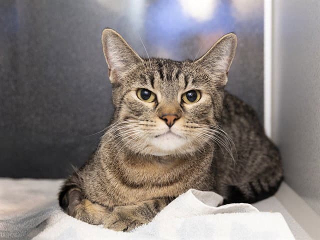 Frida - Domestic Short Hair