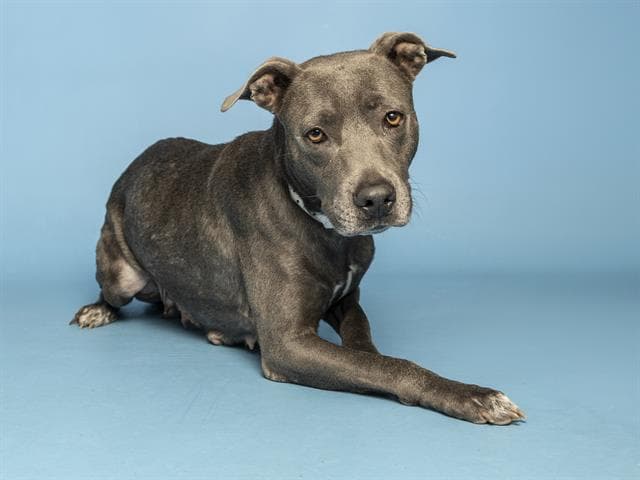 Sweet Pea - American Pit Bull Terrier