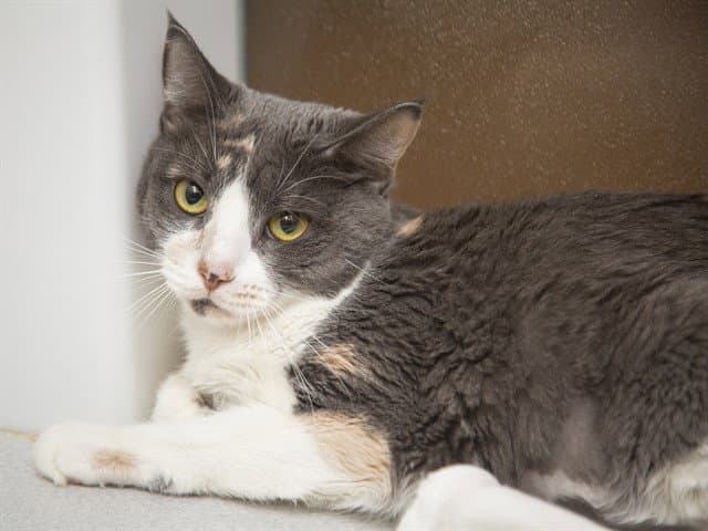 Jiji - Domestic Medium Hair