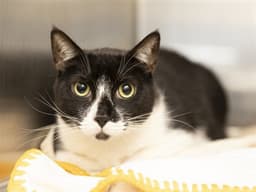Sylvester image 1