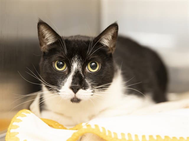 Sylvester - Domestic Short Hair