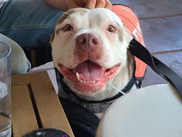 Chica image 1