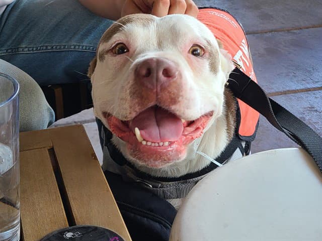 Chica - American Pit Bull Terrier