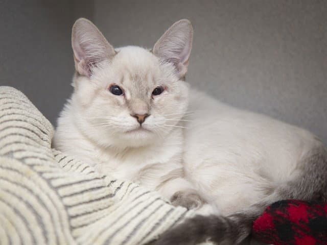Gohnny - Domestic Short Hair
